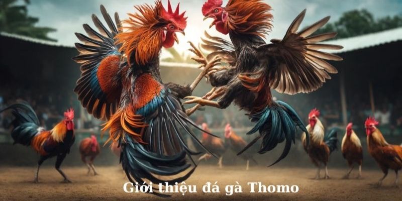 Tổng quan đôi điều đá gà Thomo