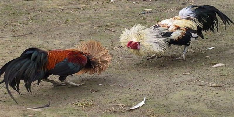 Giới thiệu khái quát bộ môn đá gà cựa sắt